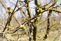 Biene im Anflug